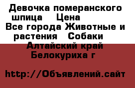 Девочка померанского шпица. › Цена ­ 40 000 - Все города Животные и растения » Собаки   . Алтайский край,Белокуриха г.